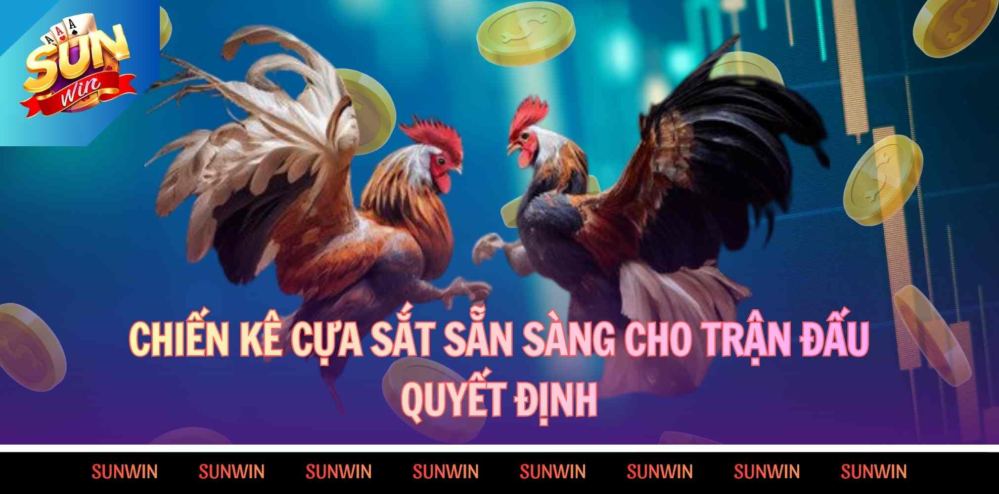 Chiến kê gắn cựa sắt sẵn sàng cho trận đấu quyết định