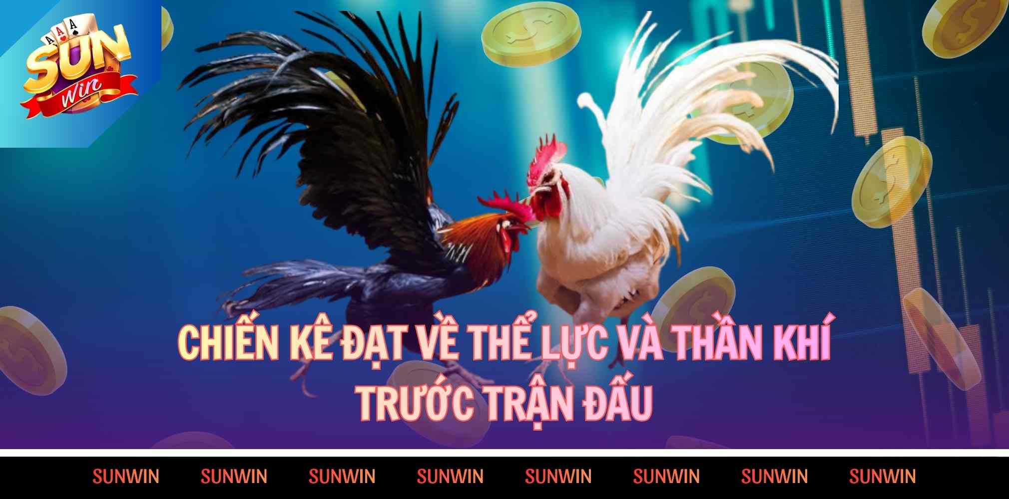 Chiến kê đạt chuẩn về thể lực và thần khí trước trận đấu